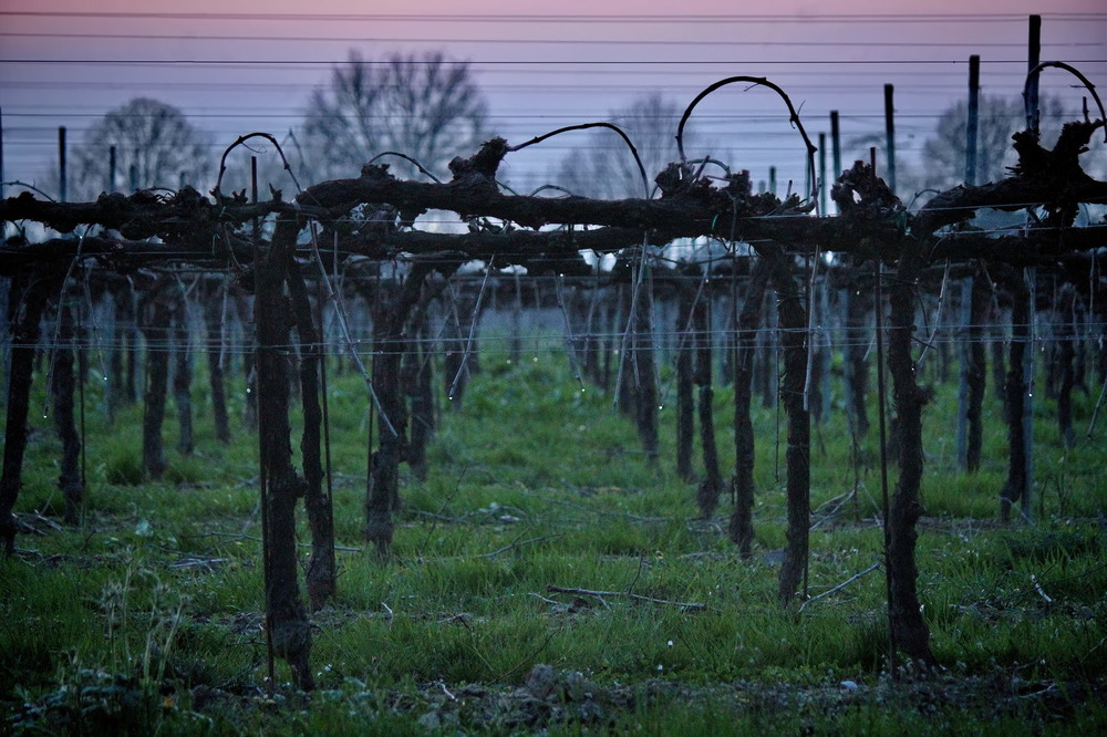 Фотографія Сльози весняного передчуття / Ірина Кулікова / photographers.ua