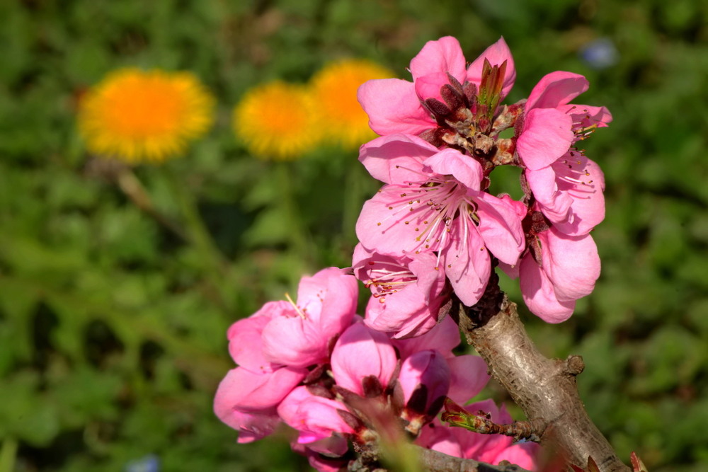 Фотографія Персики цвітуть.. / Ірина Кулікова / photographers.ua