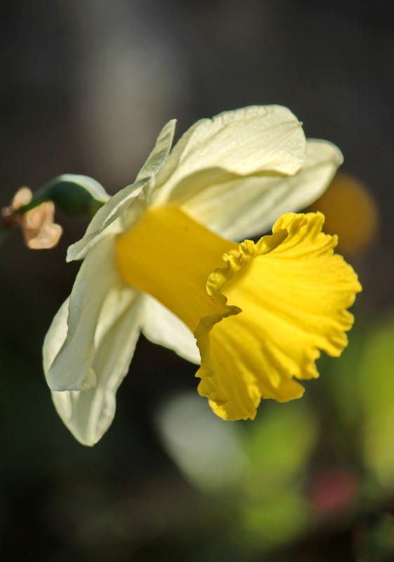 Фотографія Золотий грамофон Весни / Ірина Кулікова / photographers.ua