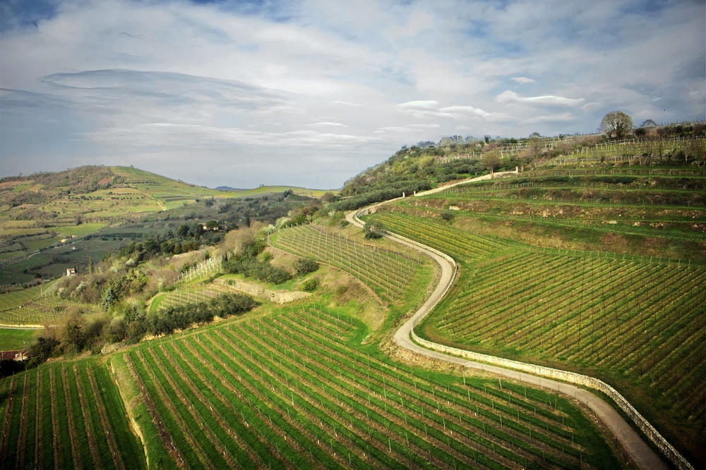 Фотографія Ритм землі Soave: там, де народжується сонячне вино / Ірина Кулікова / photographers.ua