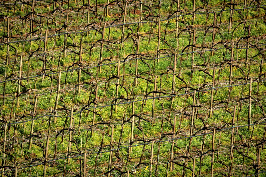 Фотографія Геометрія винного гобелена: весняні рядки Соаве / Ірина Кулікова / photographers.ua