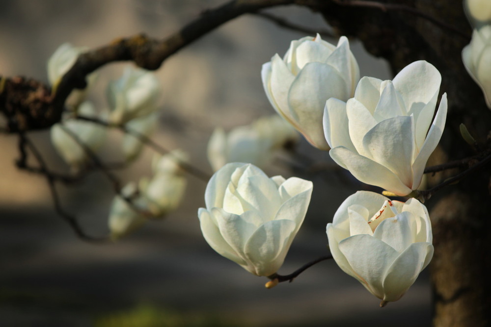 Фотографія Порцелянова грація білих магнолій / Ірина Кулікова / photographers.ua