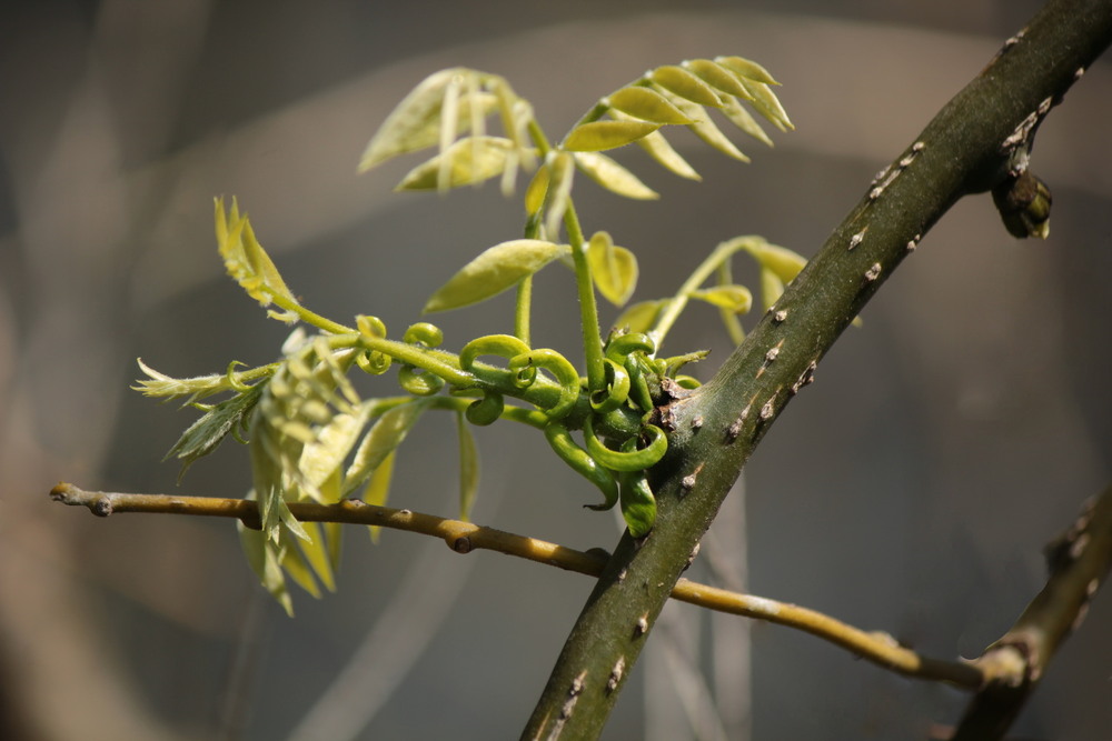 Фотографія Софора прокидається.. / Ірина Кулікова / photographers.ua