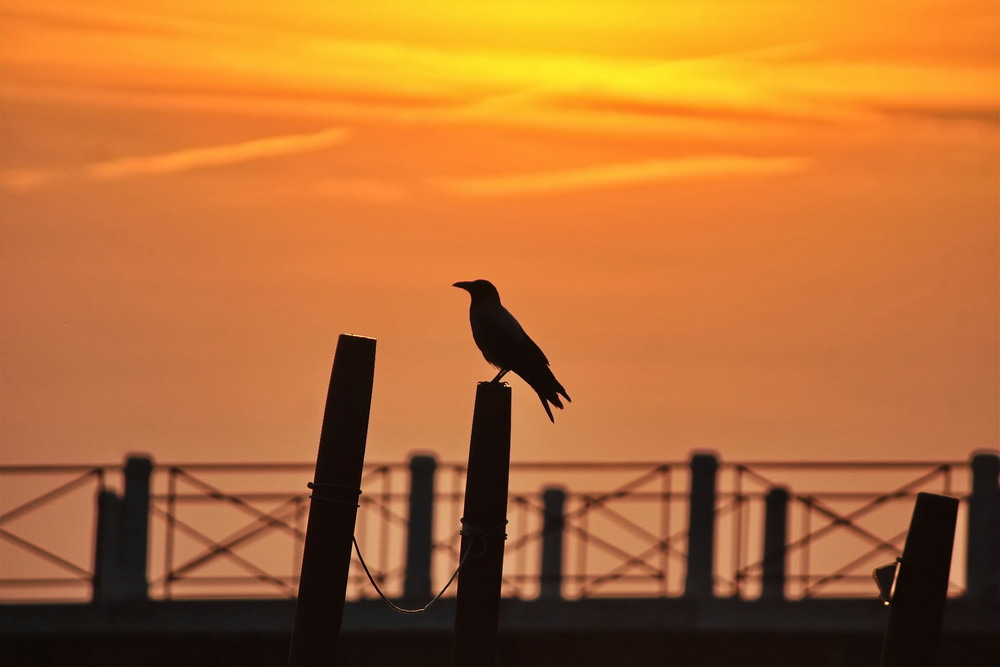 Фотографія Вартовий згасаючого дня / Ірина Кулікова / photographers.ua
