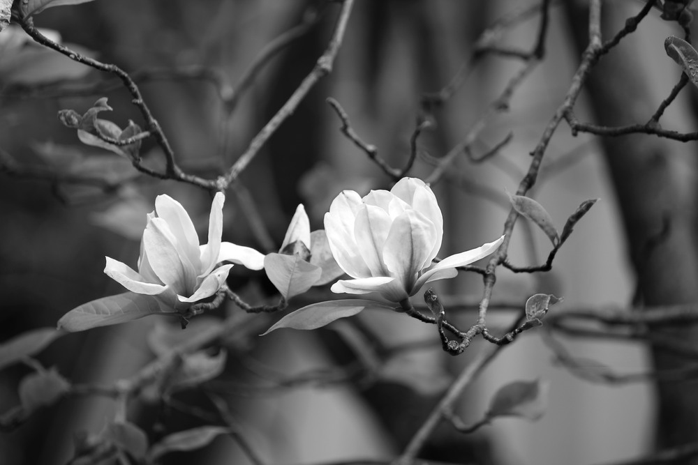 Фотографія Квіти Весни / Ірина Кулікова / photographers.ua