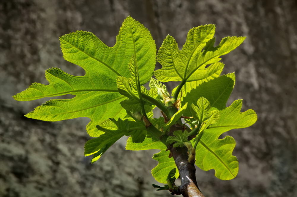 Фотографія Танцюючі фігові долоні.. / Ірина Кулікова / photographers.ua