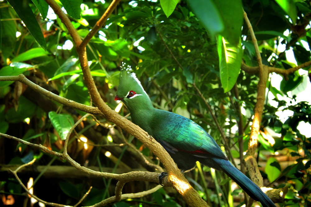 Фотографія Tauraco / Ірина Кулікова / photographers.ua