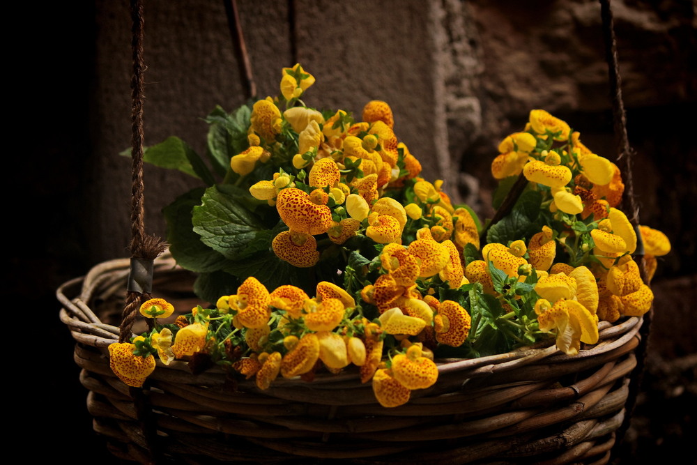 Фотографія Сонячні капшуки в плетеному кошику / Ірина Кулікова / photographers.ua