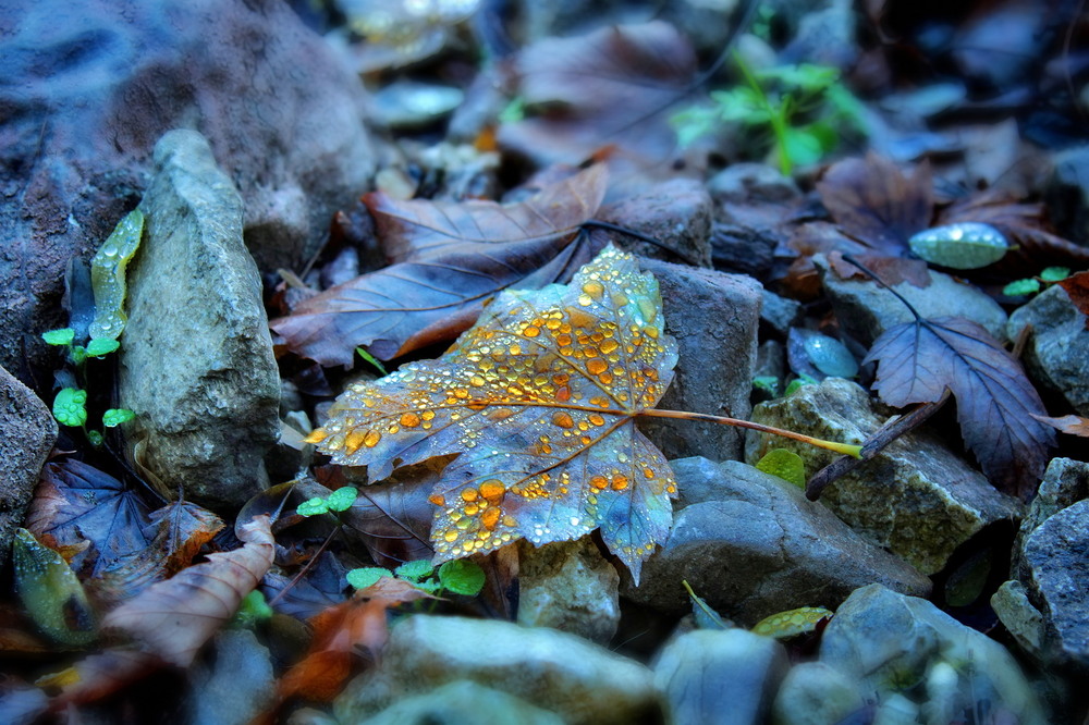 Фотографія Скарби Осені / Ірина Кулікова / photographers.ua