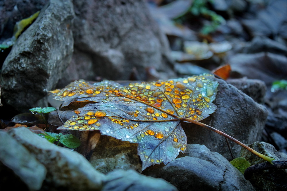 Фотографія Неймовірні осінні скарби озера Santa Croce / Ірина Кулікова / photographers.ua