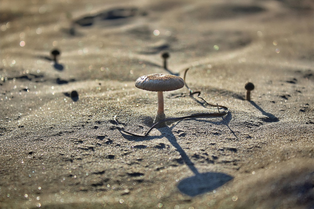 Фотографія Гриби на піску / Ірина Кулікова / photographers.ua