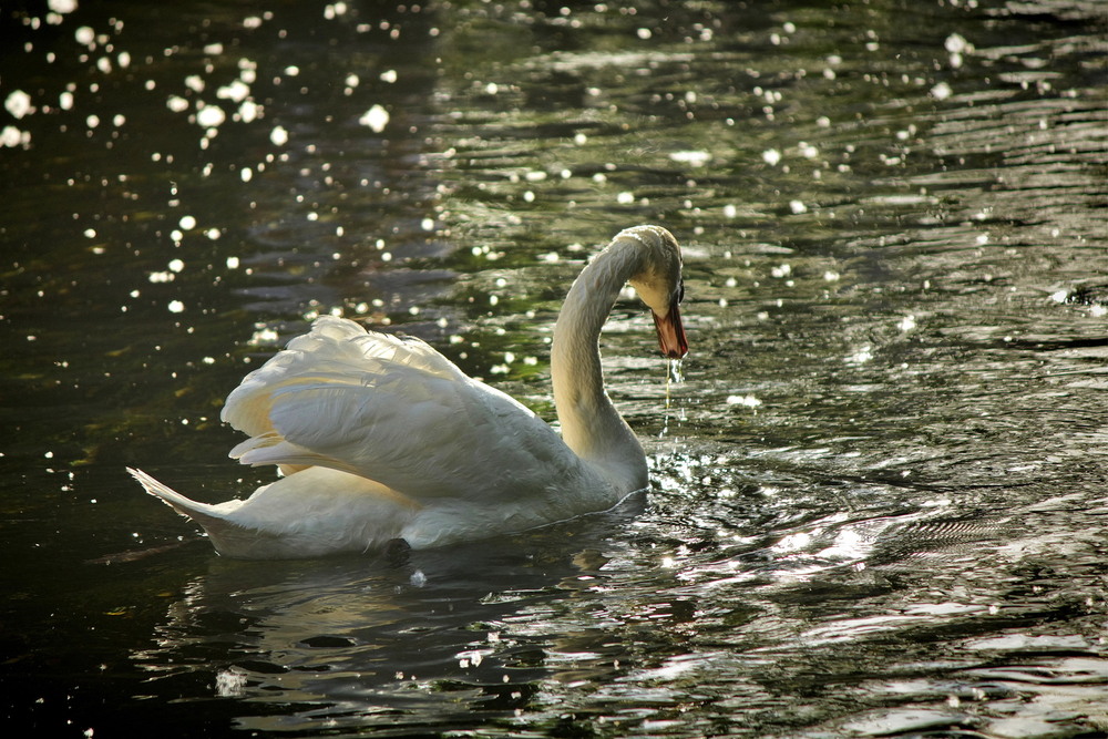 Фотографія Вечірня серенада на воді / Ірина Кулікова / photographers.ua