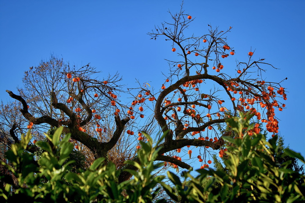 Фотографія Майже різдв'яна ялинка.. / Ірина Кулікова / photographers.ua