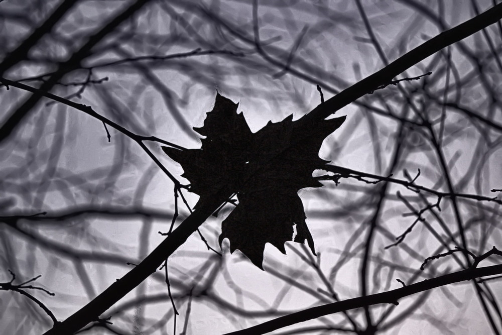 Фотографія Завмер на гілочці листок / Ірина Кулікова / photographers.ua