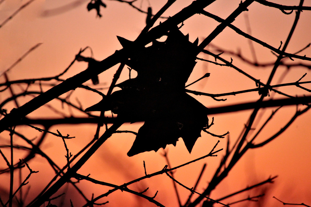 Фотографія Силует кленового листка у ще тліючому вогні сонця, що пішло на відпочинок / Ірина Кулікова / photographers.ua