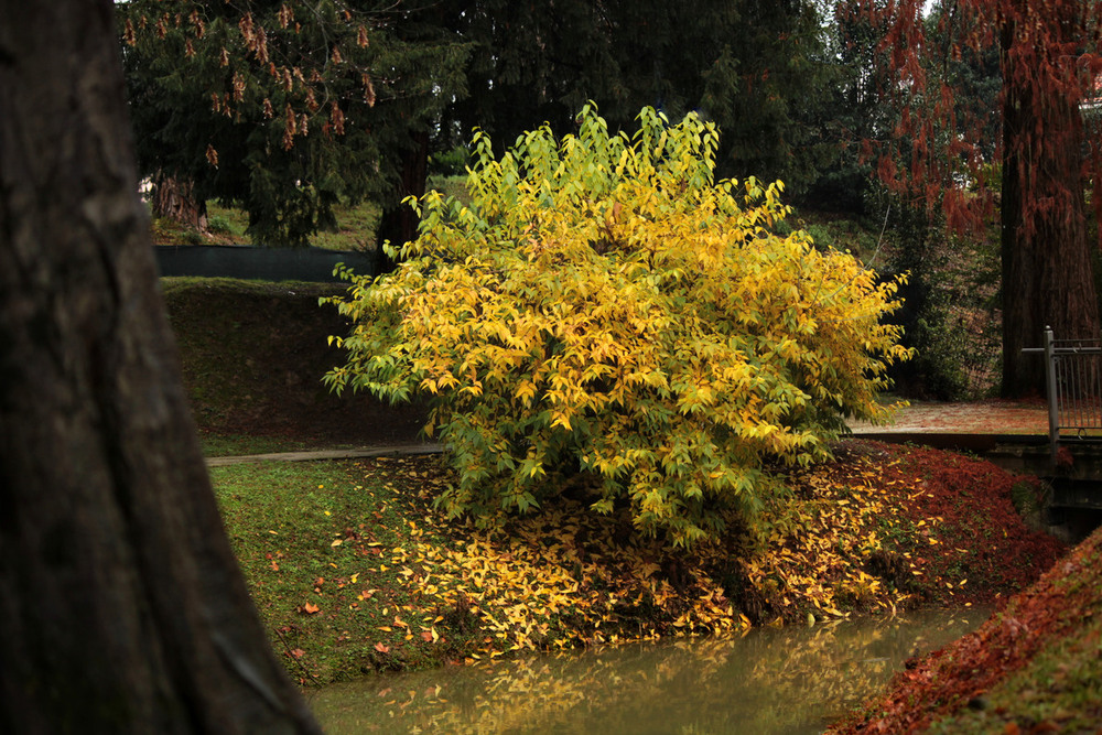 Фотографія Тихий шепіт осені в старому парку / Ірина Кулікова / photographers.ua