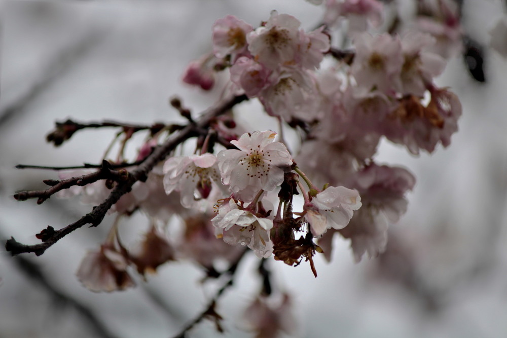 Фотографія Сакура, що кидає виклик холоду / Ірина Кулікова / photographers.ua