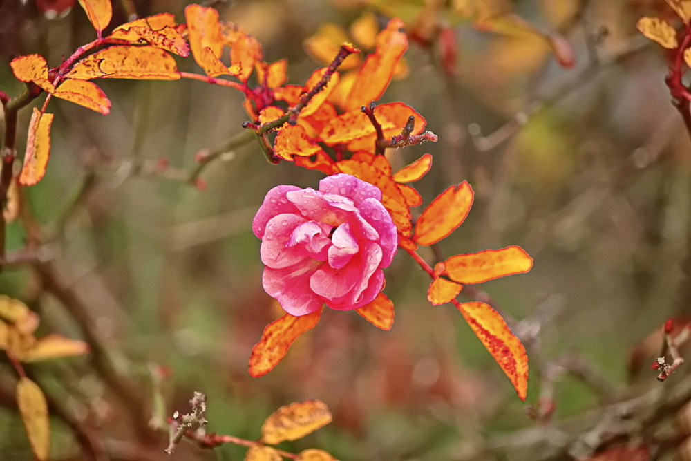 Фотографія В золотих обіймах осені / Ірина Кулікова / photographers.ua
