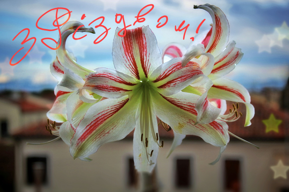 Фотографія *** / Ірина Кулікова / photographers.ua