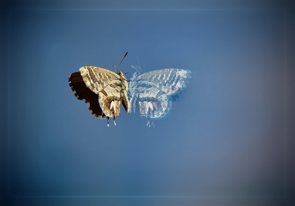 Фотографія Подвійний світ метелика / Ірина Кулікова / photographers.ua