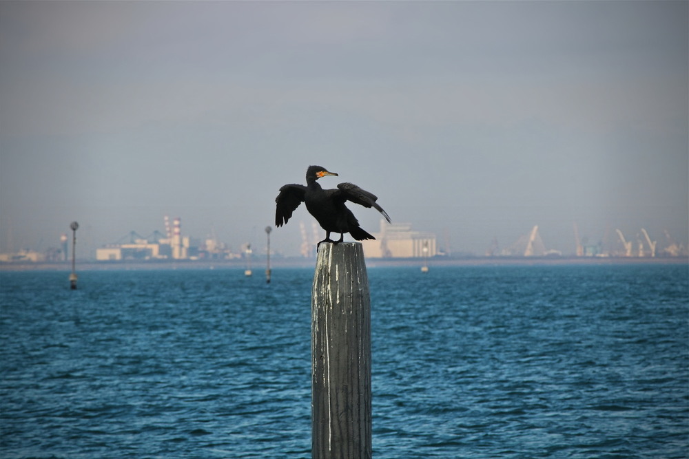 Фотографія Повелитель моря / Ірина Кулікова / photographers.ua