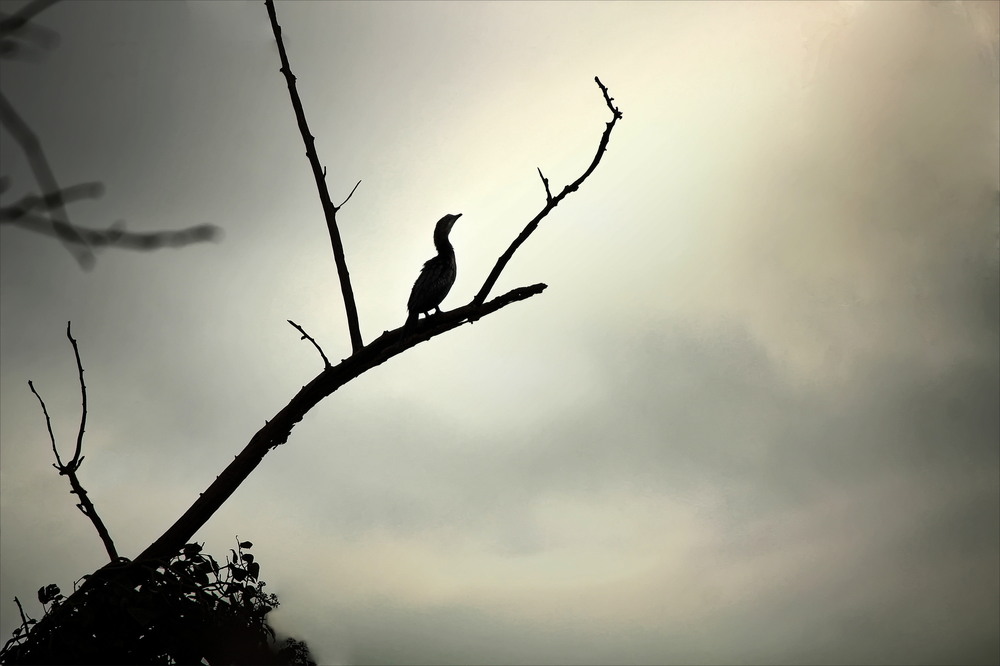 Фотографія Монолог самотності / Ірина Кулікова / photographers.ua