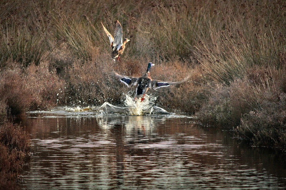 Фотографія Евакуація: качиний варіант / Ірина Кулікова / photographers.ua