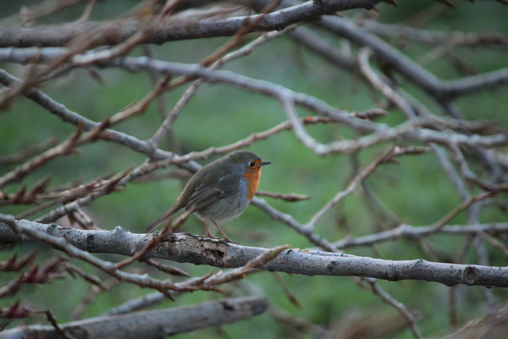 Фотографія Пташечка / Ірина Кулікова / photographers.ua