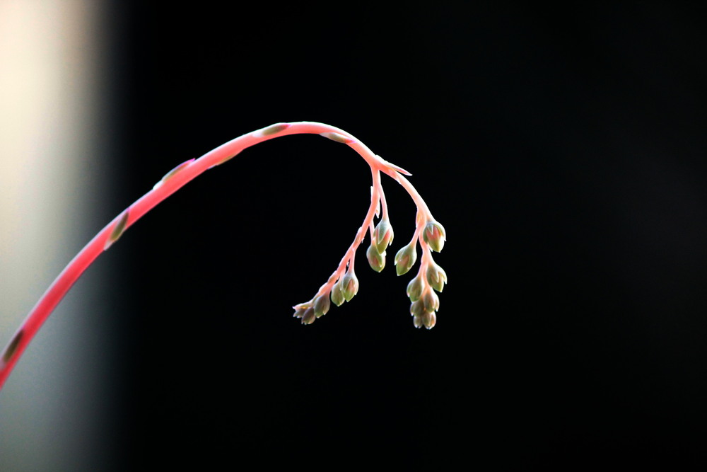 Фотографія Передчуття розквіту / Ірина Кулікова / photographers.ua