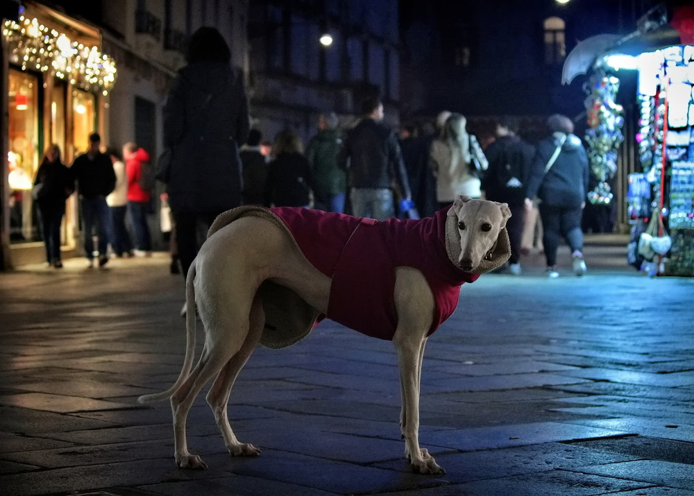 Фотографія Венеційська грація у вечірніх вогнях / Ірина Кулікова / photographers.ua