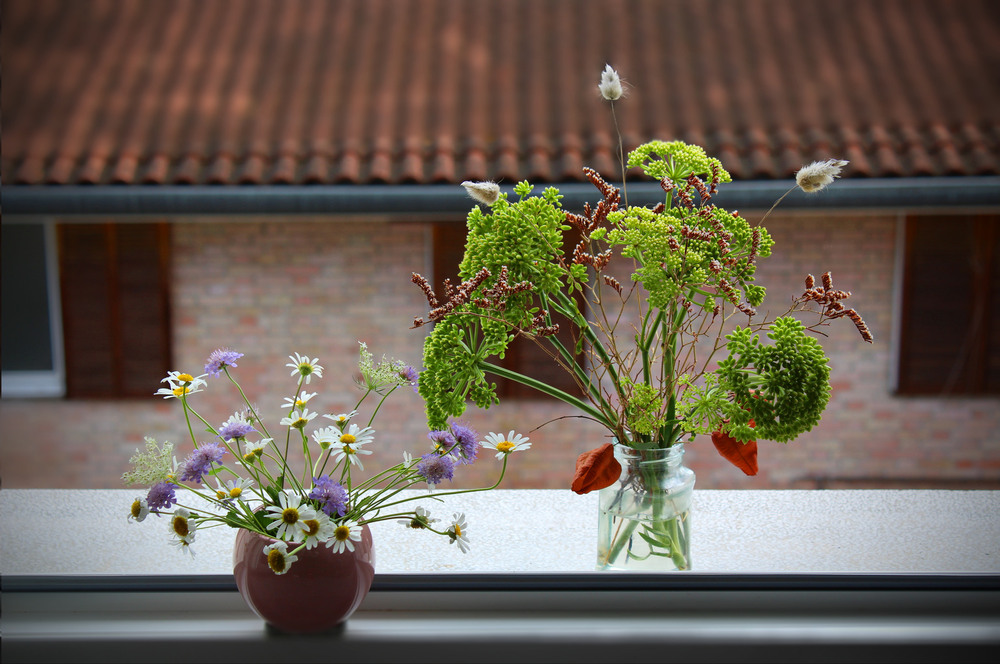 Фотографія Морський фенхель / Ірина Кулікова / photographers.ua