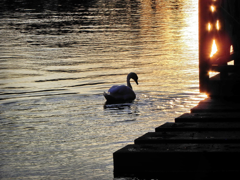 Фотографія Сьогоднішній вечір на річці Sile / Ірина Кулікова / photographers.ua