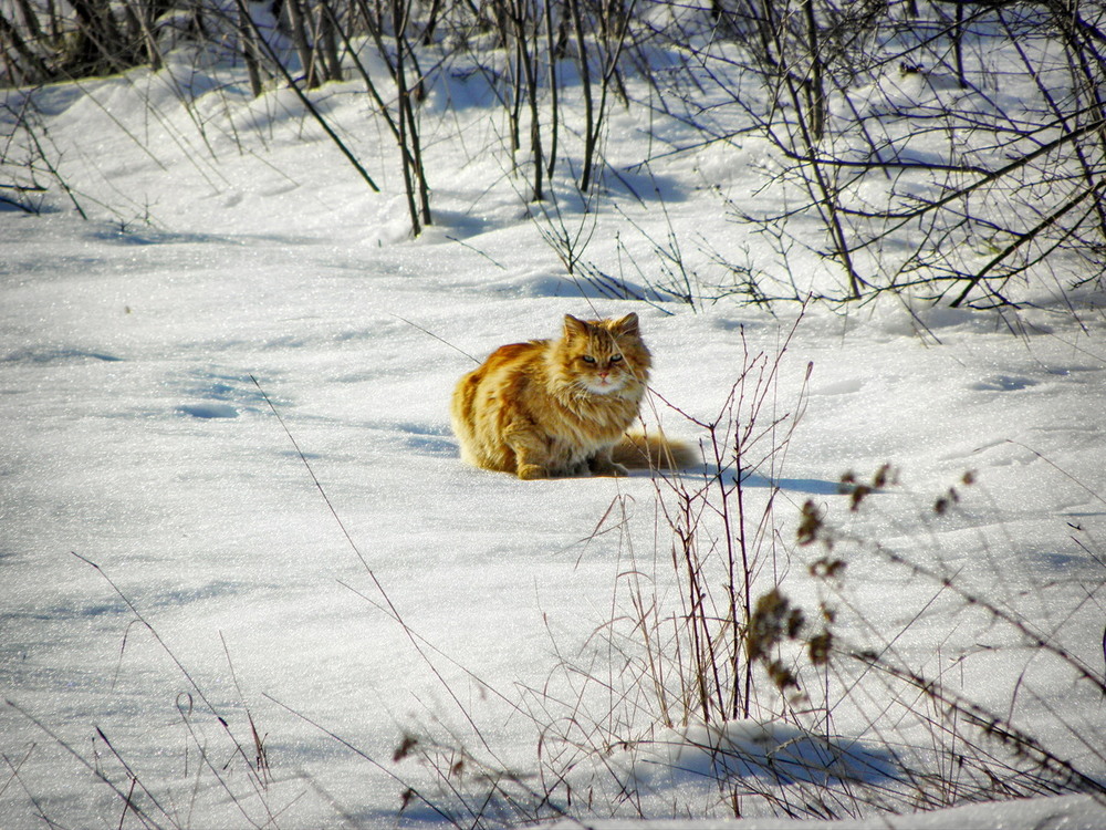 Фотографія Рудий котик на снігу) / Ірина Кулікова / photographers.ua