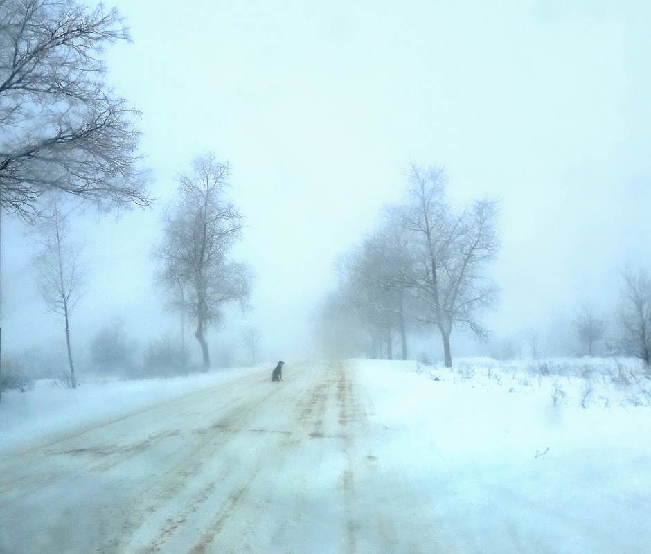 Фотографія Засніжило.. Зустріч на зимовій дорозі.. / Ірина Кулікова / photographers.ua
