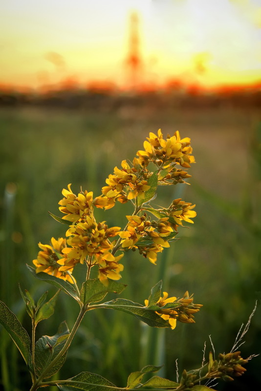 Фотографія Вербозілля / Ірина Кулікова / photographers.ua