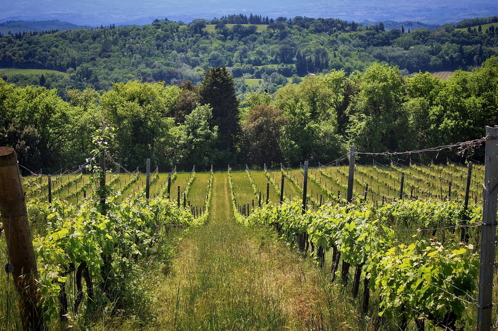 Фотографія Десь в Тоскані .. / Ірина Кулікова / photographers.ua