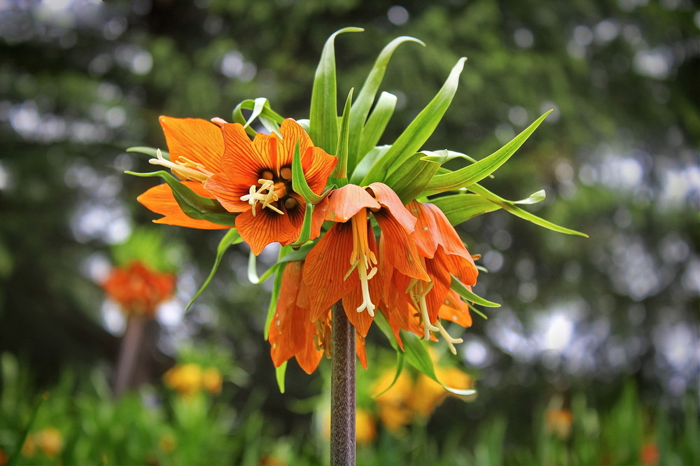 Фотографія Сонячна квітка / Ірина Кулікова / photographers.ua