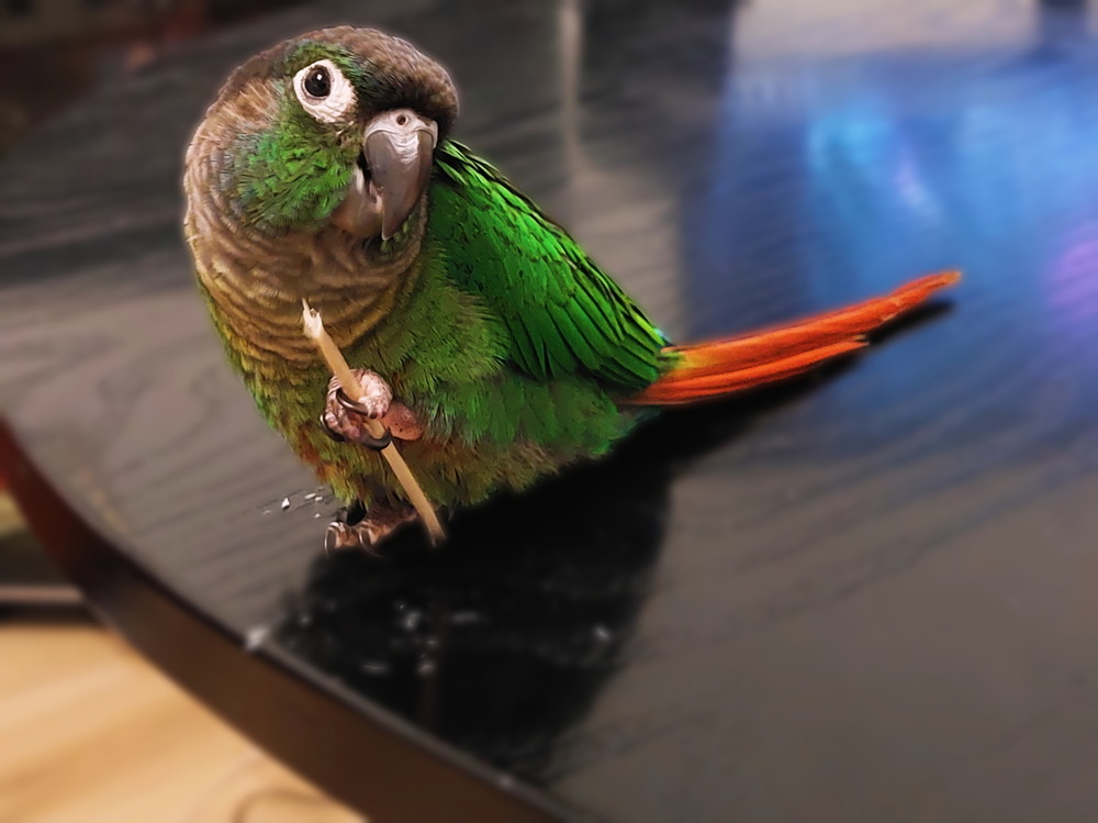 Фотографія Знайомтесь : Пако! / Ірина Кулікова / photographers.ua