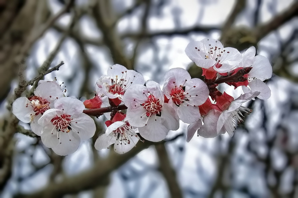 Фотографія Коли цвіли абрикоси.. / Ірина Кулікова / photographers.ua