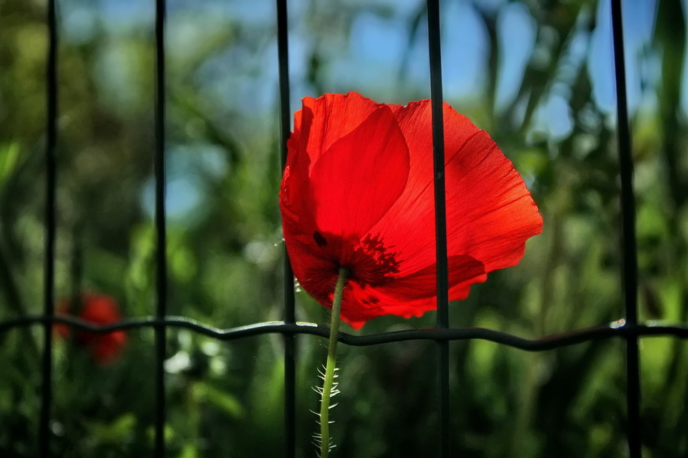 Фотографія Вільний / Ірина Кулікова / photographers.ua