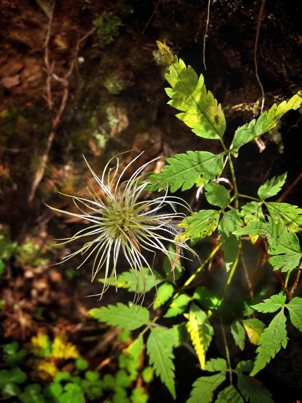 Фотографія Рослинка родом з літа.. / Ірина Кулікова / photographers.ua