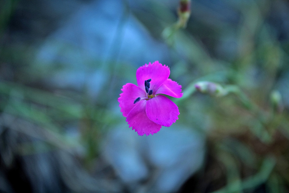 Фотографія *** / Ірина Кулікова / photographers.ua