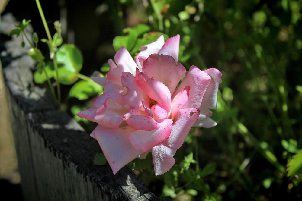 Фотографія В тіньочку.. / Ірина Кулікова / photographers.ua