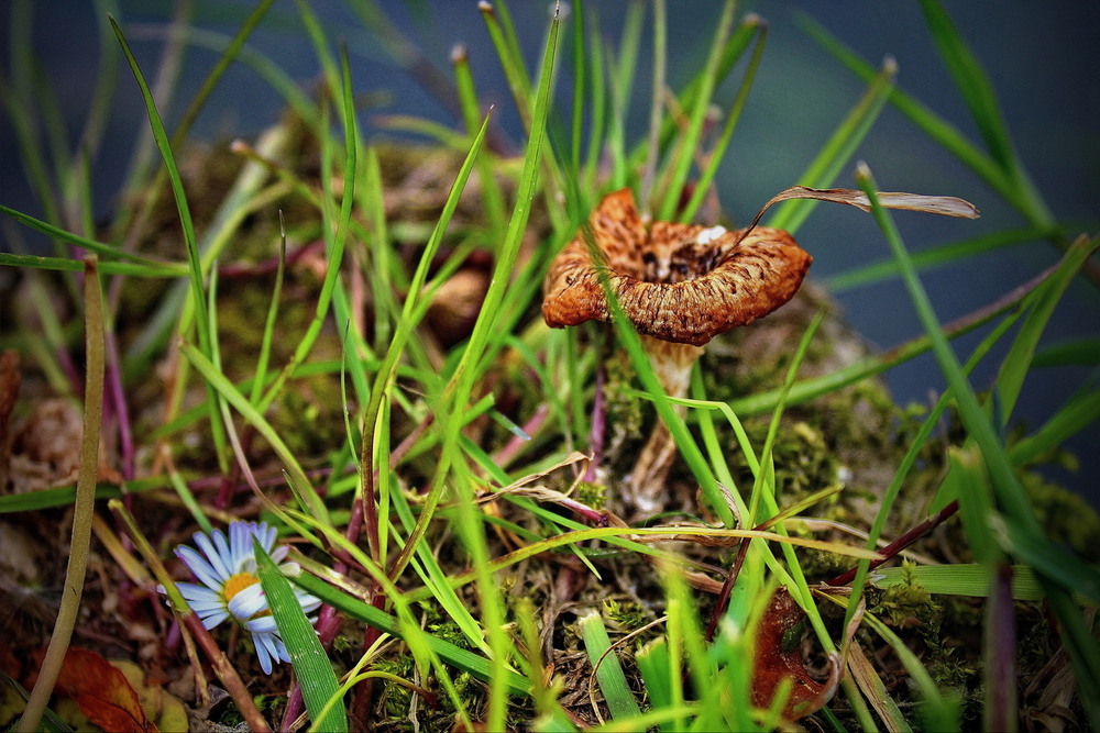 Фотографія *** / Ірина Кулікова / photographers.ua