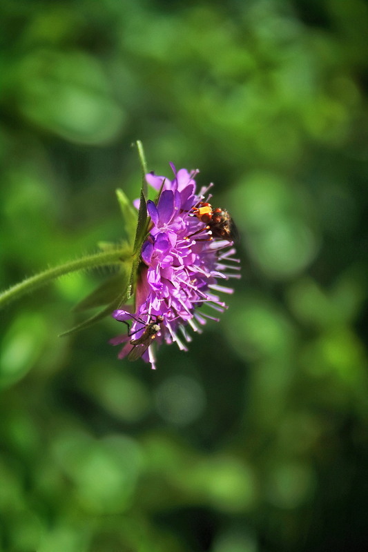 Фотографія Квітка і комахи.. / Ірина Кулікова / photographers.ua