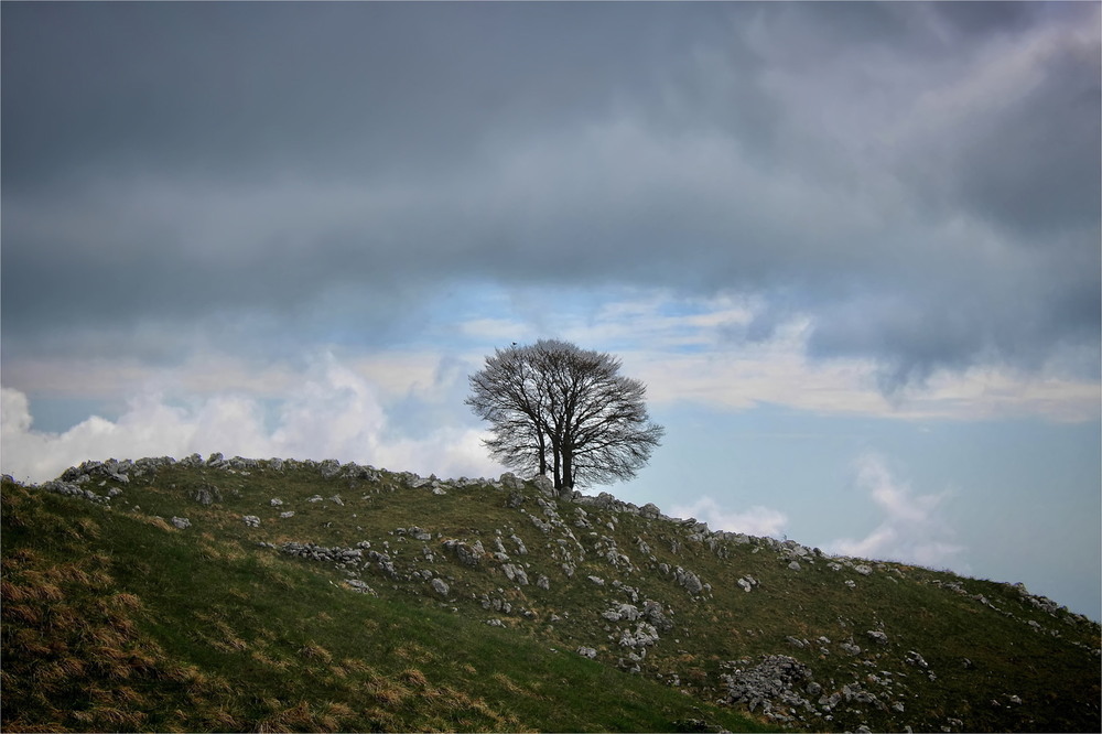 Фотографія Улюблене дерево / Ірина Кулікова / photographers.ua
