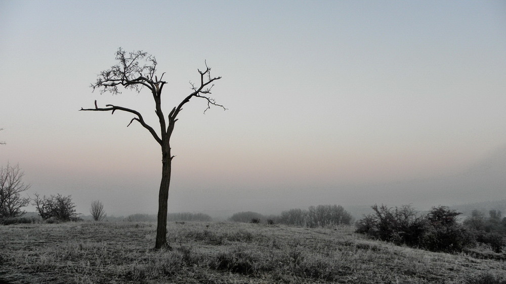 Фотографія Моє улюблене дерево сьогодні перед світанком / Ірина Кулікова / photographers.ua