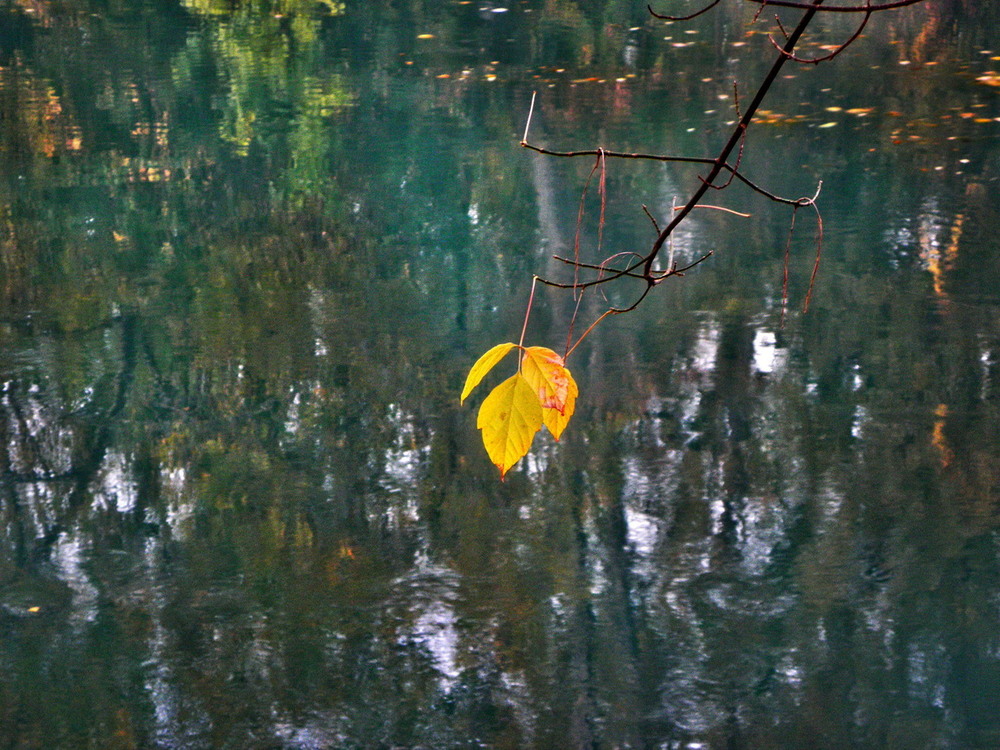 Фотографія Заглядає в річку перед сном... / Ірина Кулікова / photographers.ua