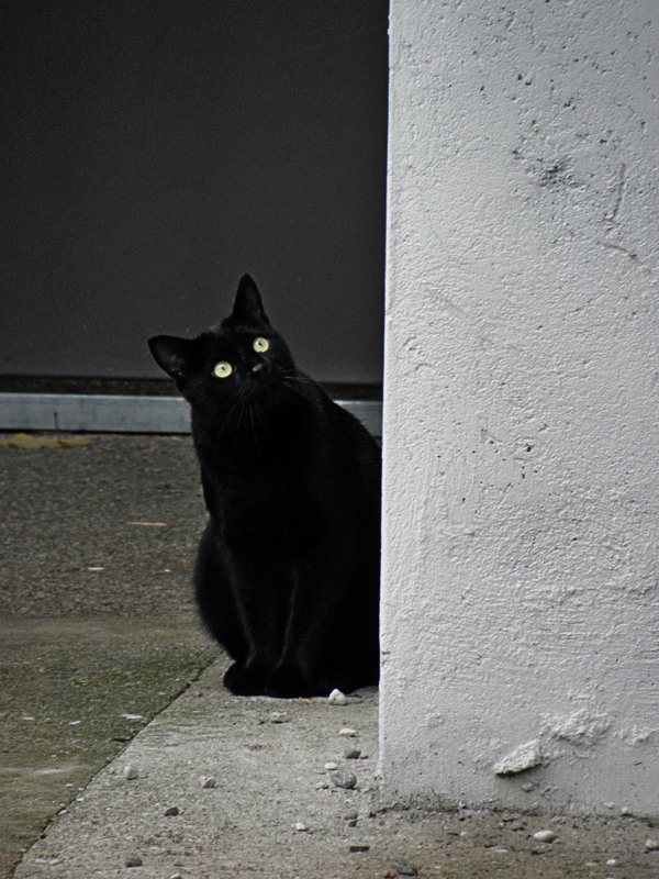 Фотографія Чорний кіт і геометрія) / Ірина Кулікова / photographers.ua
