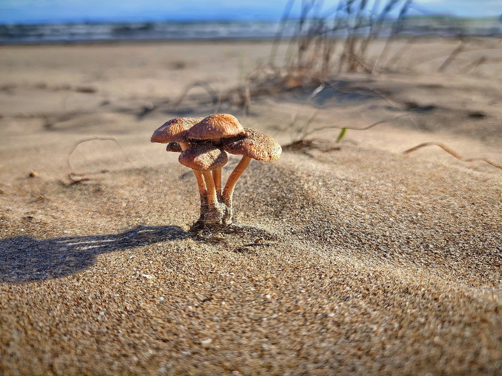 Фотографія Мете пісок на гриби.. / Ірина Кулікова / photographers.ua